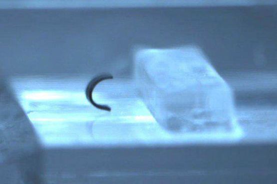 The Internet of Everything | Small Size, Big Uses: Micro Robots Transition from Science Fiction to Reality