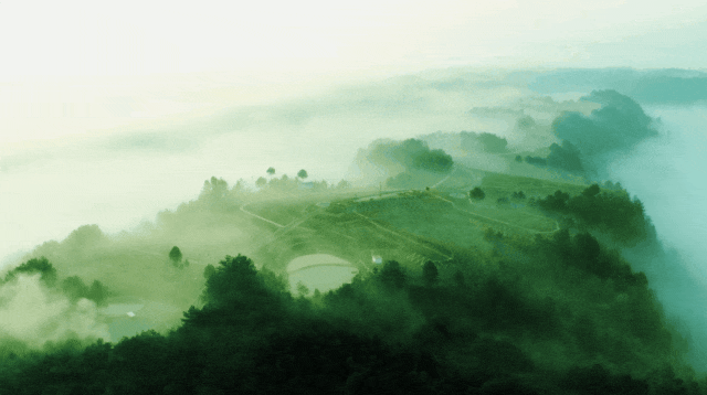 The Rising Star of the Tea Industry: How Guangyuan Yellow Tea Takes Center Stage