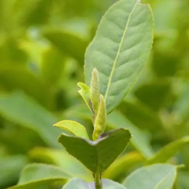 The Rising Star of the Tea Industry: How Guangyuan Yellow Tea Takes Center Stage