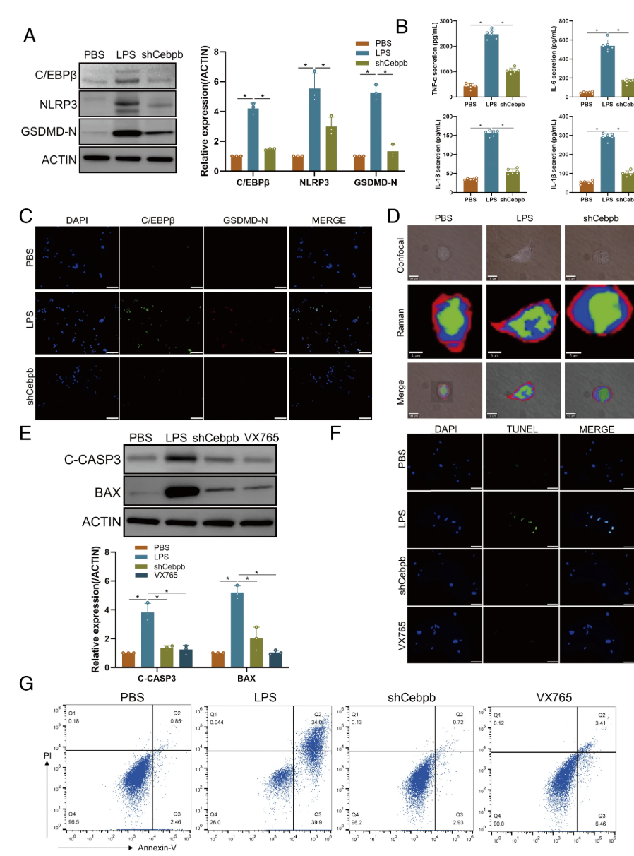 Blocking the C/EBPβ-Fcgr1 Regulatory Axis Inhibits Microglial Pyroptosis and Improves Neurological Recovery