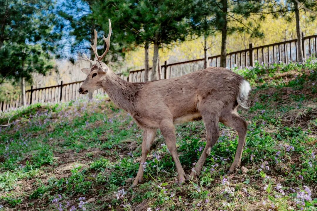 Linux | The Little Thing About Passwordless SSH Login