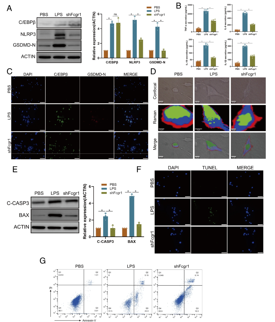 Blocking the C/EBPβ-Fcgr1 Regulatory Axis Inhibits Microglial Pyroptosis and Improves Neurological Recovery