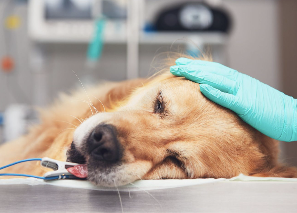 Veterinary Manual | PropofolVet Multidose (Propofol) - Anesthesia for Dogs!