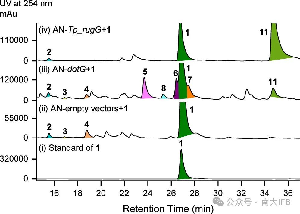 Biosynthesis of Dothideomins Reveals a Fungal P450 That Constructs the Tricyclo[5.2.2.0.4,8]undecane-Imbedded Core Skeleton