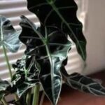 Must-See for Small Apartments! 5 Mini Green Plants to Brighten Your Desk and Heal Your Day!