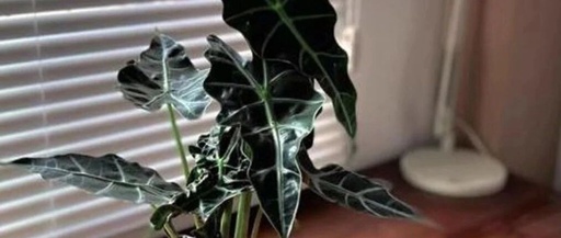 Must-See for Small Apartments! 5 Mini Green Plants to Brighten Your Desk and Heal Your Day!
