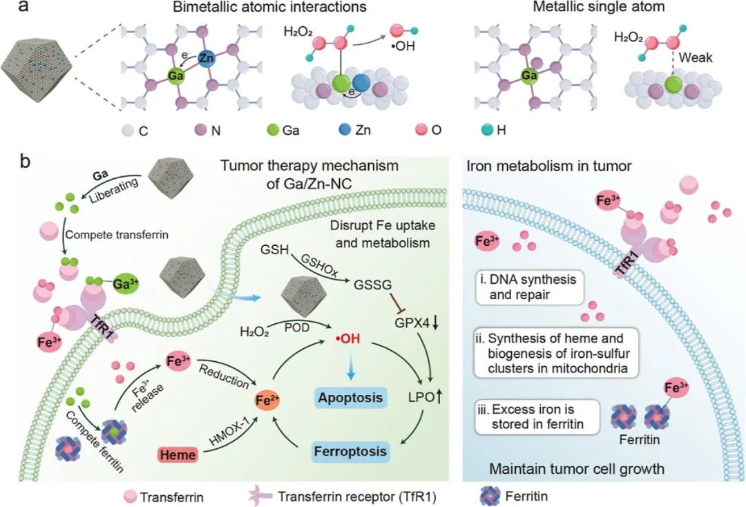Synergizing Catalysis with Post-catalysis Pseudo-Iron Release by Building Dynamic Catalytic Active Sites in Diatomic Nanozymes for Boosting Cancer Therapy