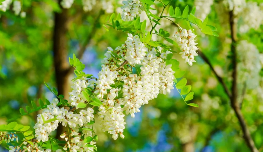 Vitamin C is Ten Times More Than Apples! During the Grain Rain Season, It's Recommended to Eat This Flower, Nutritious and Delicious!