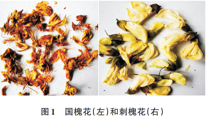 Vitamin C is Ten Times More Abundant in Flower Buds! Recently, It's Recommended to Eat More of This Flower