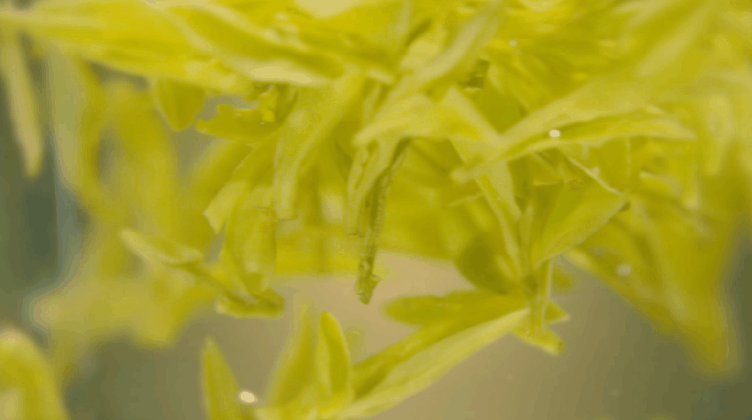 The Rising Star of the Tea Industry: How Guangyuan Yellow Tea Takes Center Stage