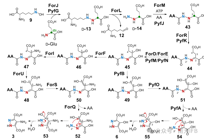 Revision of the Formycin A and Pyrazofurin Biosynthetic Pathways Reveals Specificity for D‑Glutamic Acid and a Cryptic N‑Acylation Step During Pyrazole Core Formation