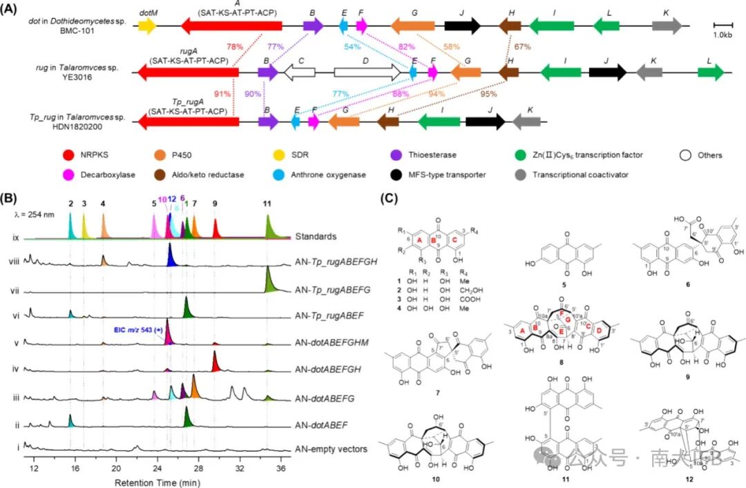 Biosynthesis of Dothideomins Reveals a Fungal P450 That Constructs the Tricyclo[5.2.2.0.4,8]undecane-Imbedded Core Skeleton