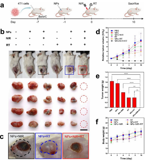 Organic Radiosensitizer with Aggregation-Induced Emission Characteristics for Tumor Ablation through Synergistic Apoptosis and Immunogenic Cell Death