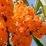 Various Ways to Consume Sea Buckthorn Juice for Vitamin C Supplementation