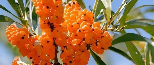Various Ways to Consume Sea Buckthorn Juice for Vitamin C Supplementation