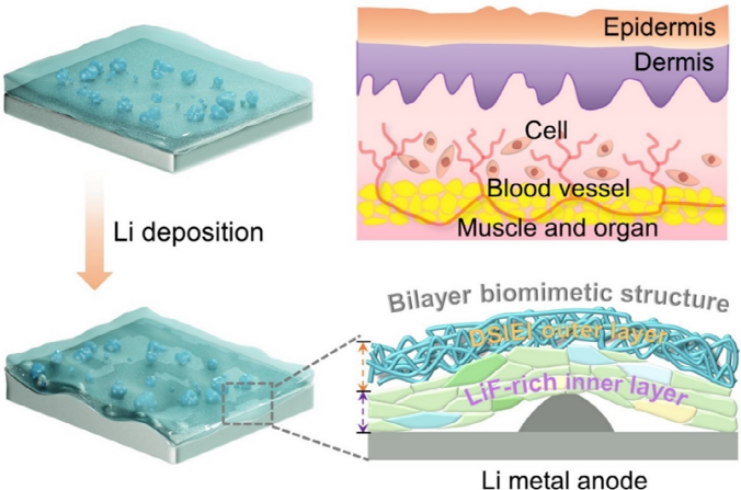 Fatigue-Free and Skin-like Supramolecular Ion-Conductive Elastomeric Interphases for Stable Lithium Metal Batteries