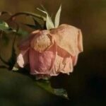FBGEMM: A Remarkable C++ Library for Efficient Matrix Operations