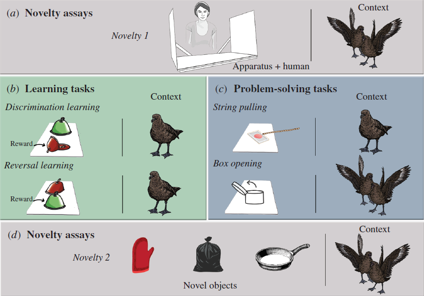 Female Antarctic Skuas Excel in Problem Solving and Novelty Acceptance