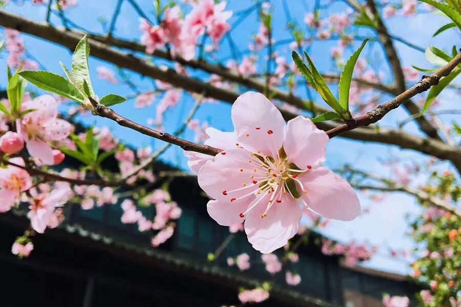 Dialogue | Ubiquitous Power IoT: Hot Topics from Professors at Zhejiang University’s Lunch Meeting