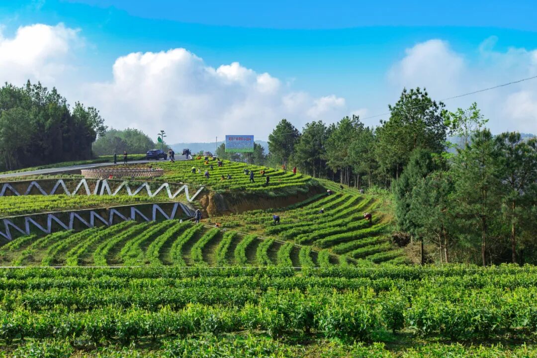 The Rising Star of the Tea Industry: How Guangyuan Yellow Tea Takes Center Stage