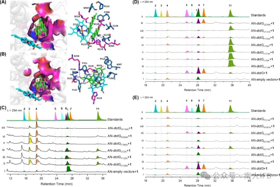Biosynthesis of Dothideomins Reveals a Fungal P450 That Constructs the Tricyclo[5.2.2.0.4,8]undecane-Imbedded Core Skeleton