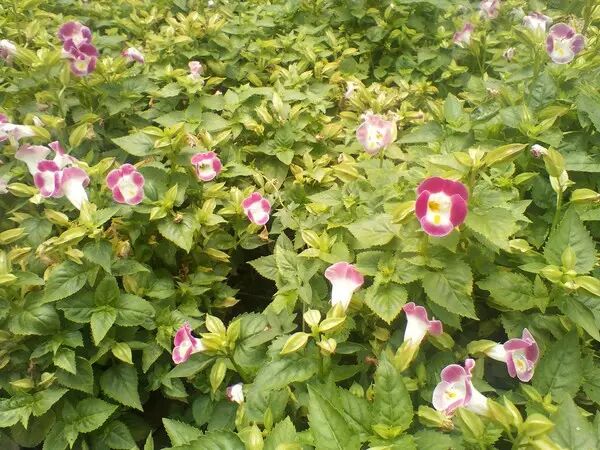 Red Pepper New National Monkey Sai Lei Review: A Good Entry-Level Choice