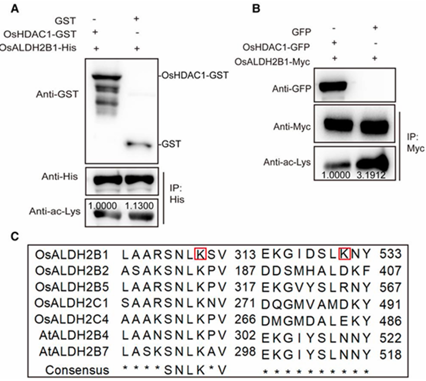 OsHDAC1 Deacetylates Aldehyde Dehydrogenase OsALDH2B1, Represses OsGR3, and Reduces Salt Tolerance in Rice