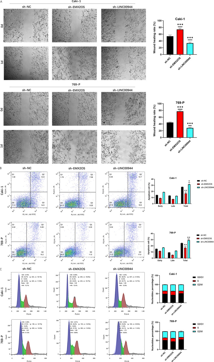 A Novel Stemness-Related lncRNA Signature Predicts Prognosis, Immune Infiltration, and Drug Sensitivity in Clear Cell Renal Cell Carcinoma