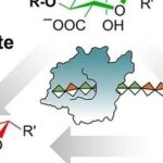 Mechanistic Analysis of a Mixed-Function Polysaccharide Lyase/Epimerase from the Human Gut Microbiota