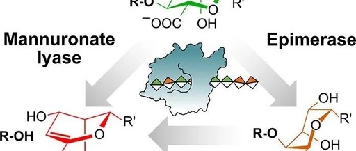 Mechanistic Analysis of a Mixed-Function Polysaccharide Lyase/Epimerase from the Human Gut Microbiota