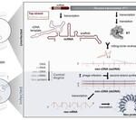 Challenging Textbooks! New Discoveries in the Central Dogma: RNA Can Generate New Genes