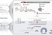 Challenging Textbooks! New Discoveries in the Central Dogma: RNA Can Generate New Genes
