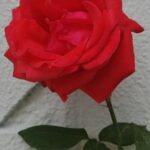 Comparative Analysis of HTTP and ZMQ in Quantitative Trading Technology Selection