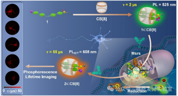 J. Am. Chem. Soc.: Analysis of Mitochondria-Specific Methionine Sulfoxide Reductase Activity Based on Dual-Channel Phosphorescence Ratiometry and Lifetime Imaging