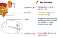 The Evolution of Antibody-Drug Conjugates (ADCs): Opportunities and Challenges