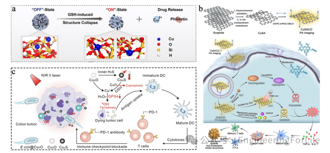 New Strategies for Cancer Treatment Using Copper Ions: Insights from Cuproptosis