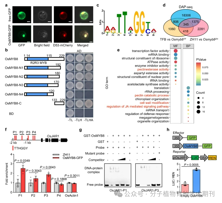 Recommended Reading: Genetic Regulation of Diurnal Flowering Time Differences in Rice: The Role of OsMYB8 and OsJAR1 Modules