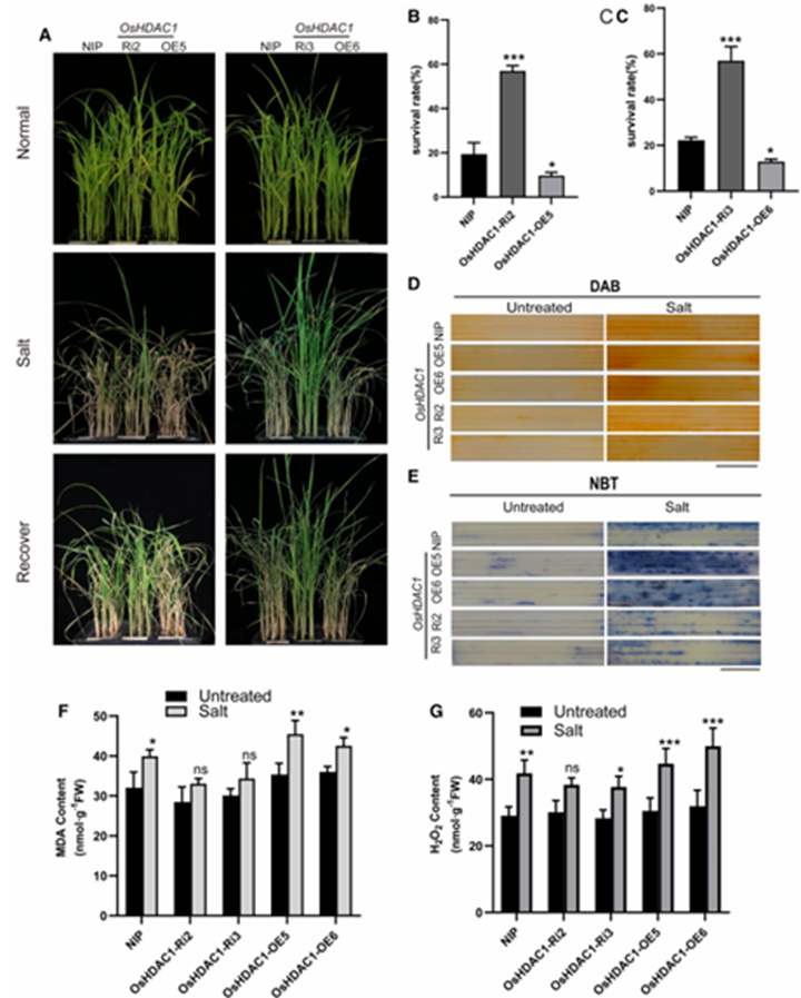 OsHDAC1 Deacetylates Aldehyde Dehydrogenase OsALDH2B1, Represses OsGR3, and Reduces Salt Tolerance in Rice