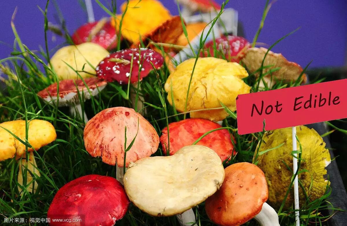 Homemade Foods Can Lead to ICU Visits! 7 Common Foods with DIY Risks