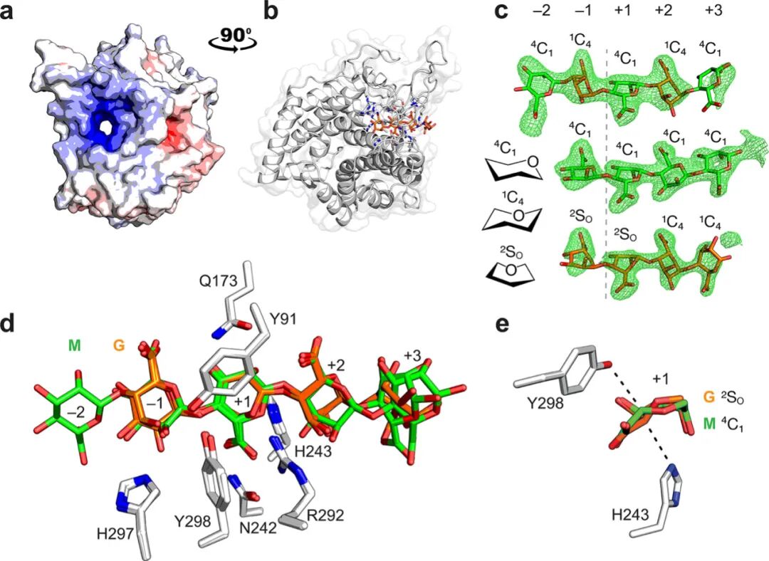 Mechanistic Analysis of a Mixed-Function Polysaccharide Lyase/Epimerase from the Human Gut Microbiota