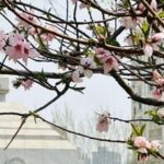 CMake: Detecting External Libraries - Using pkg-config