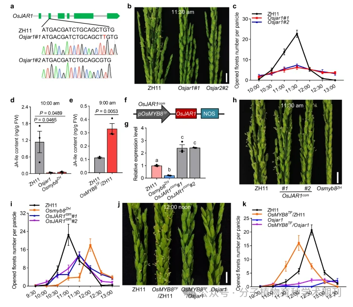 Recommended Reading: Genetic Regulation of Diurnal Flowering Time Differences in Rice: The Role of OsMYB8 and OsJAR1 Modules