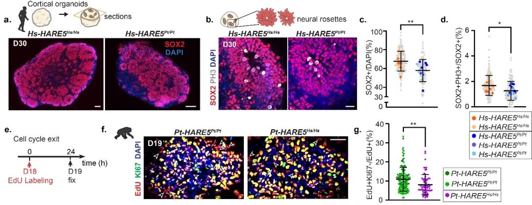 Recent Advances: Nature | Human Accelerated Regions Regulate the Potential of Human and Chimpanzee Neural Stem Cells