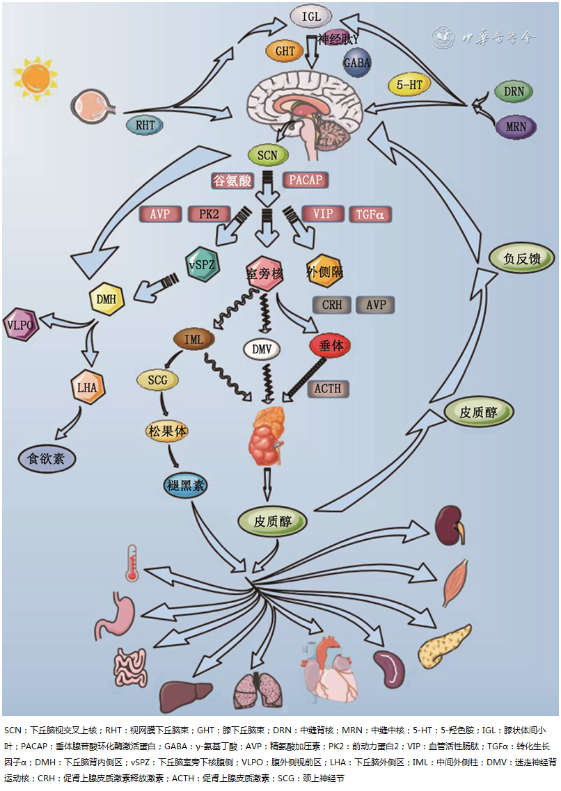 Overview of Circadian Rhythm and Research Progress on Circadian Rhythm Sleep-Wake Disorders