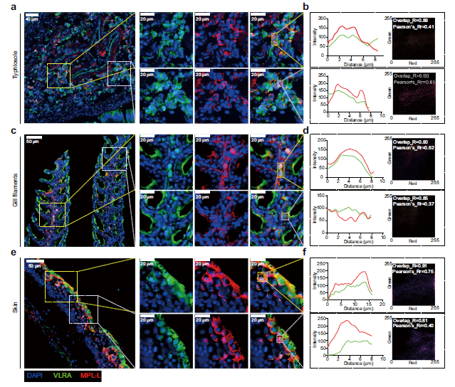 Discovery of an Unconventional Lamprey Lymphocyte Lineage Highlights Divergent Features in Vertebrate Adaptive Immune System Evolution