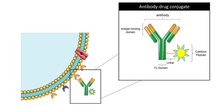 ADC Drug Advances in Non-Small Cell Lung Cancer
