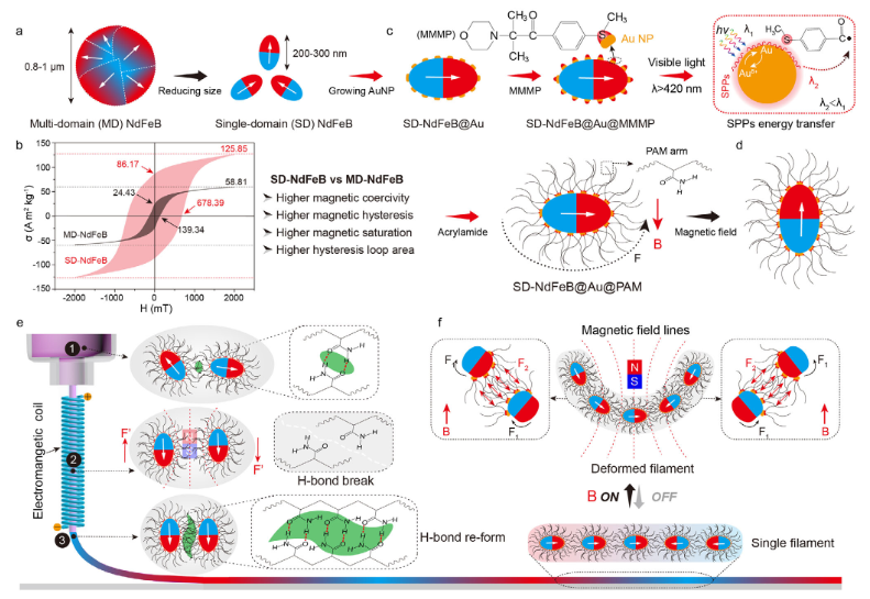 Professor Yu Shuhong, Professor Cong Huaiping, and Others in Adv. Mater.: Soft Microrobots Driven by Low Magnetic Fields