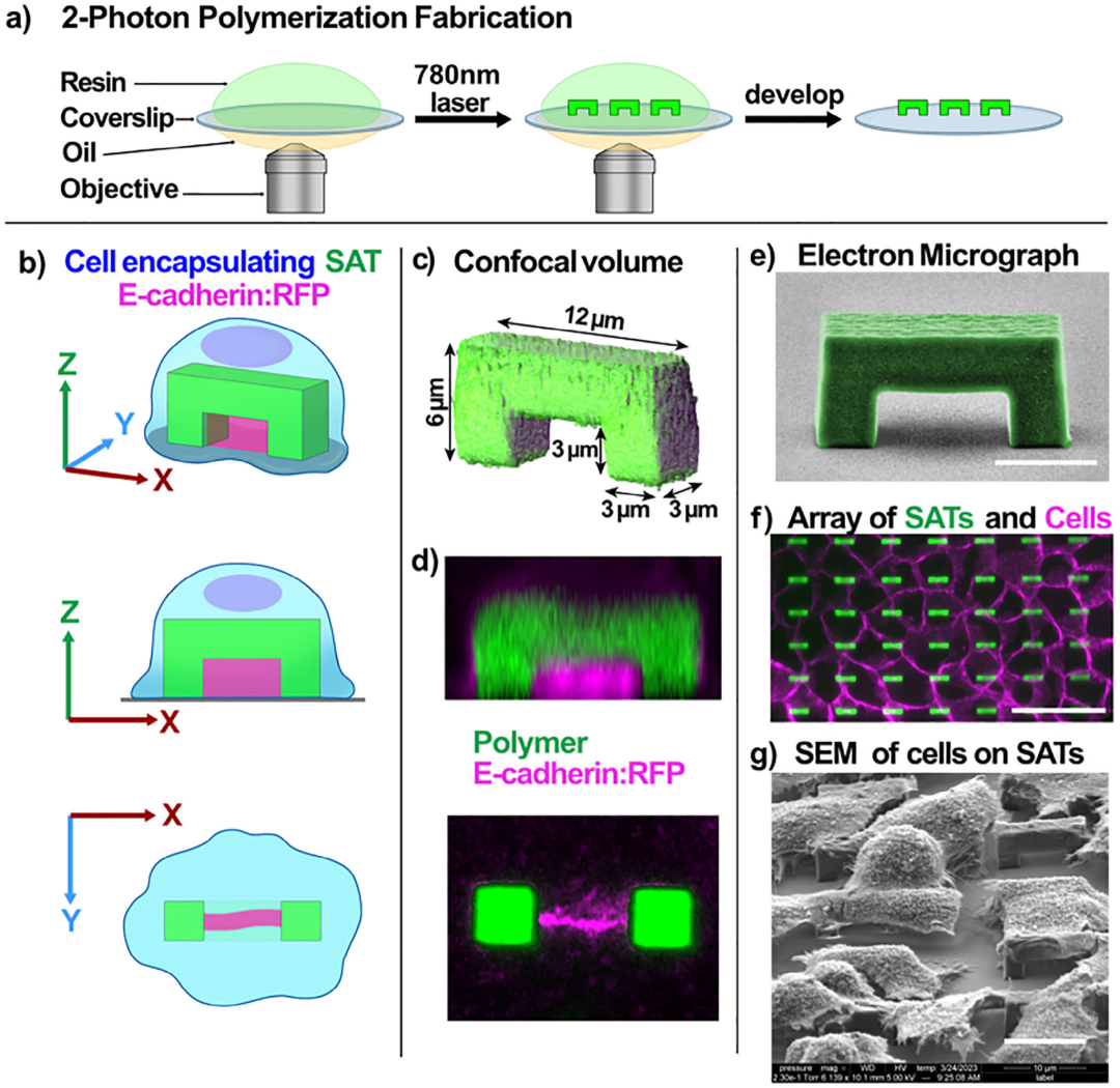 Princeton University 'AM' | Designing Cellular Self-Adhesions Inside 3D Printed Micro-Arches to Enhance Cell: Biomaterial Attachment