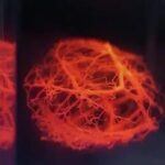Scientists Successfully 3D Print Vascular Networks for Artificial Organs: Plans to 3D Print Organs in Pigs Within 5 Years