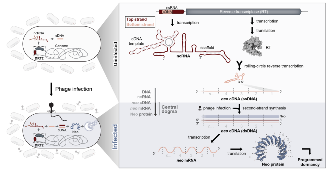 Challenging Textbooks! New Discoveries in the Central Dogma: RNA Can Generate New Genes